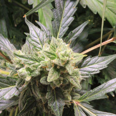 Royal Bluematic growlog timeline photo