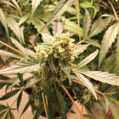 Royal Bluematic growlog timeline photo