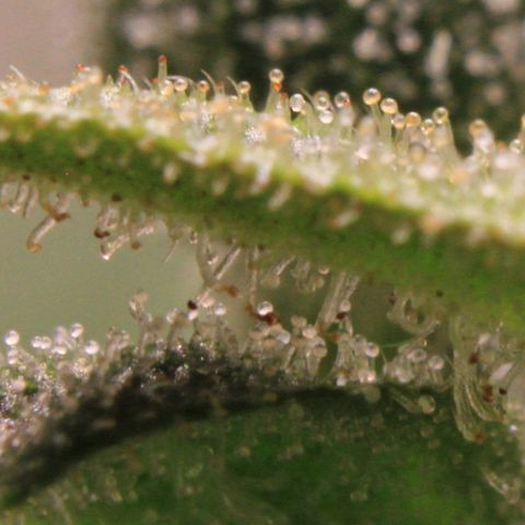 Royal Bluematic growlog photo: Trichome Check 1