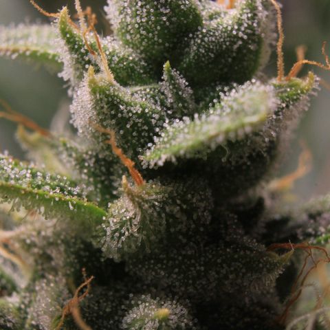 Royal Bluematic growlog photo: Trichome Check 1