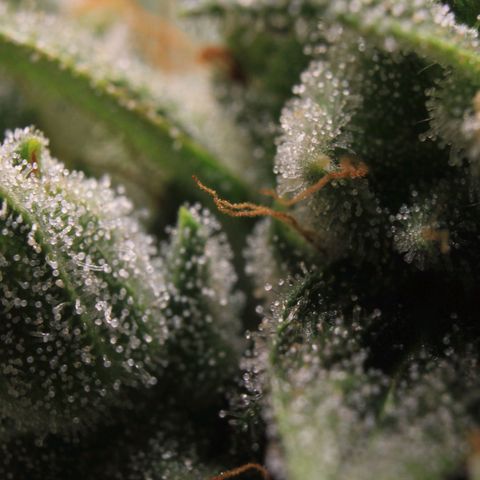 Royal Bluematic growlog photo: Trichome Check 1