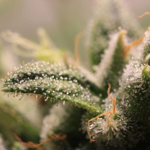 Royal Bluematic growlog photo: Trichome Check 1
