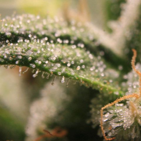 Royal Bluematic growlog photo: Trichome Check 1