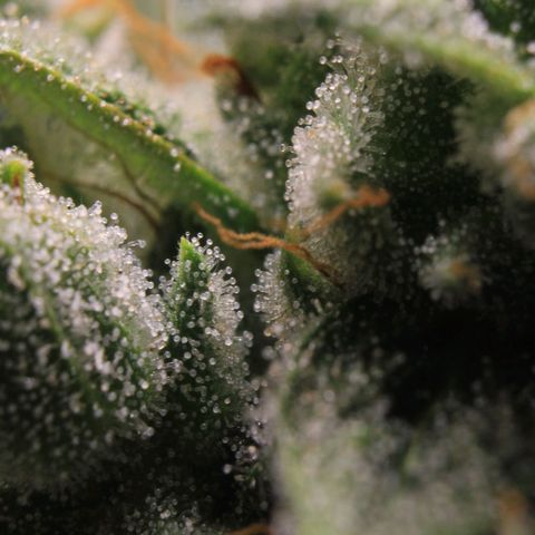 Royal Bluematic growlog photo: Trichome Check 1