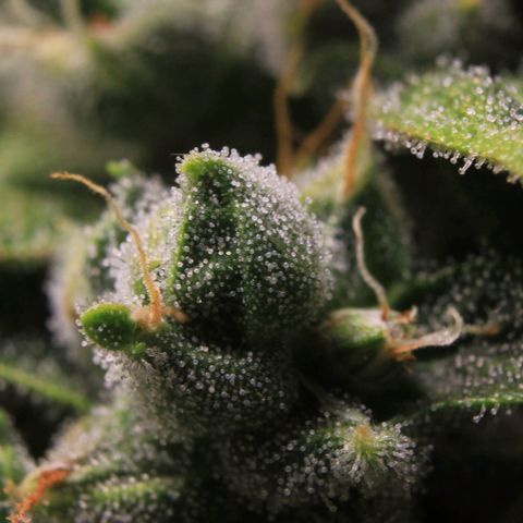Royal Bluematic growlog photo: Trichome Check 1