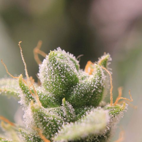 Royal Bluematic growlog photo: Trichome Check 1