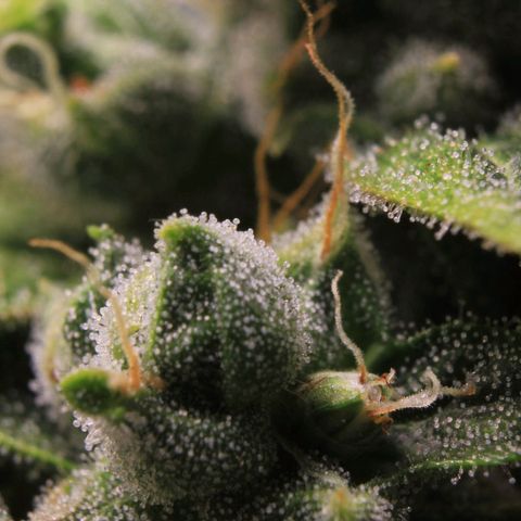 Royal Bluematic growlog photo: Trichome Check 1