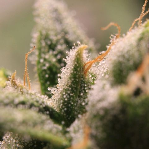 Royal Bluematic growlog photo: Trichome Check 1