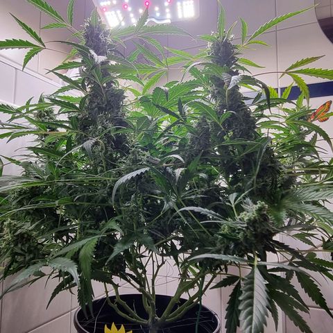 Royal Bluematic growlog timeline photo