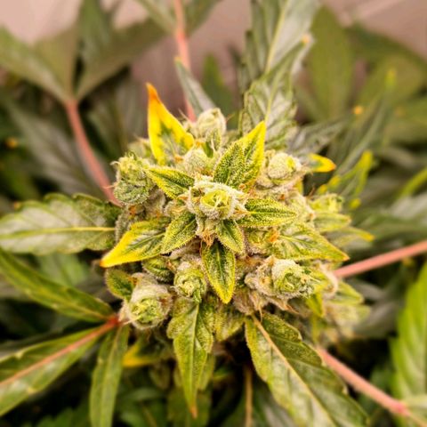 Royal Bluematic growlog timeline photo
