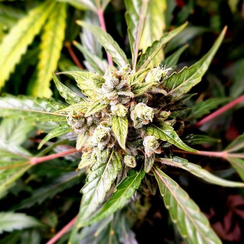 Royal Bluematic growlog timeline photo