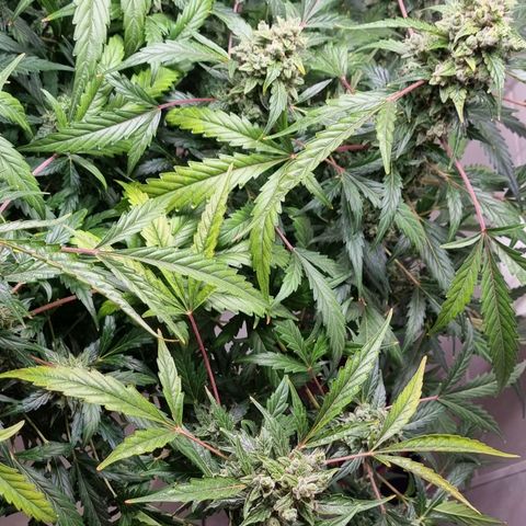 Royal Bluematic growlog timeline photo