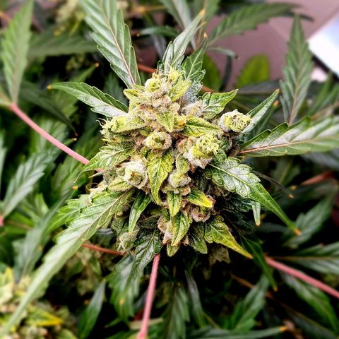 Royal Bluematic growlog timeline photo