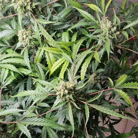 Royal Bluematic growlog timeline photo