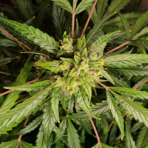 Royal Bluematic growlog timeline photo
