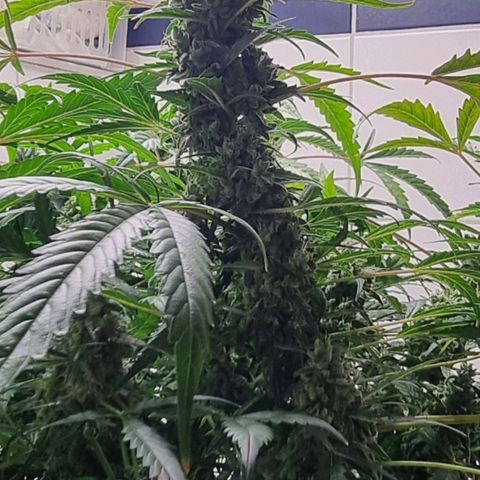 Royal Bluematic growlog timeline photo