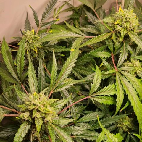 Royal Bluematic growlog timeline photo