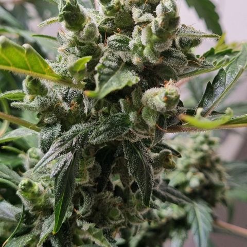 Royal Bluematic growlog timeline photo