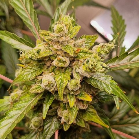Royal Bluematic growlog timeline photo