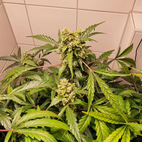 Royal Bluematic growlog timeline photo