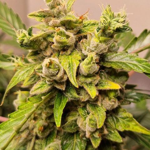 Royal Bluematic growlog timeline photo