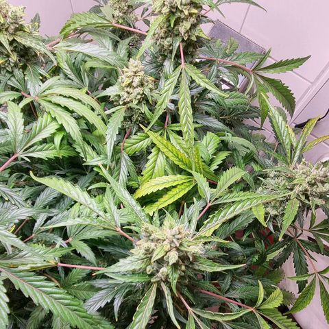 Royal Bluematic growlog timeline photo