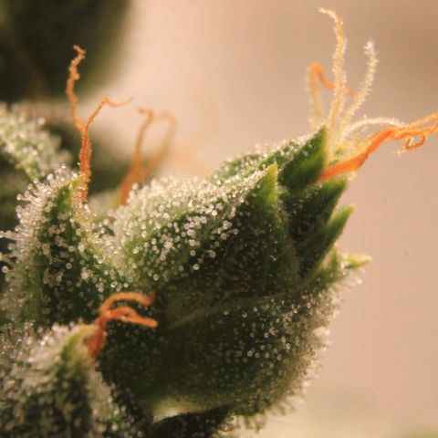 Royal Bluematic growlog photo: Trichome View 1