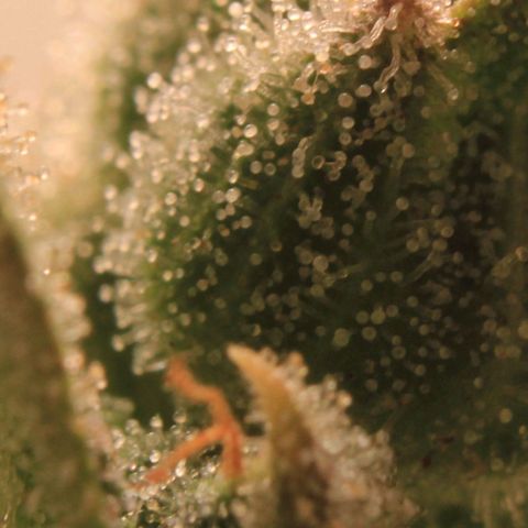 Royal Bluematic growlog photo: Trichome View 1