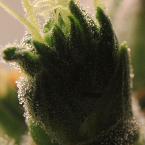 Royal Bluematic growlog photo: Trichome View 1