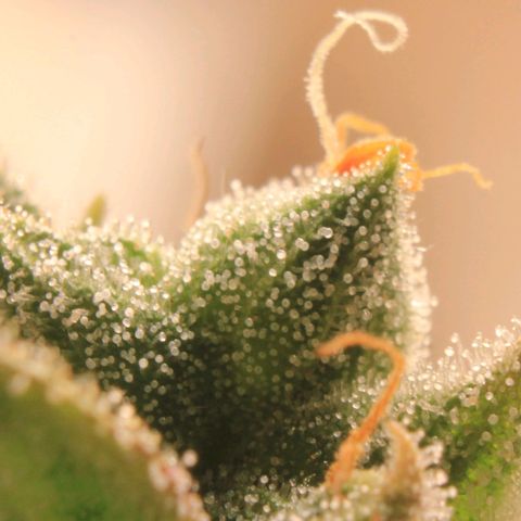 Royal Bluematic growlog photo: Trichome View 1