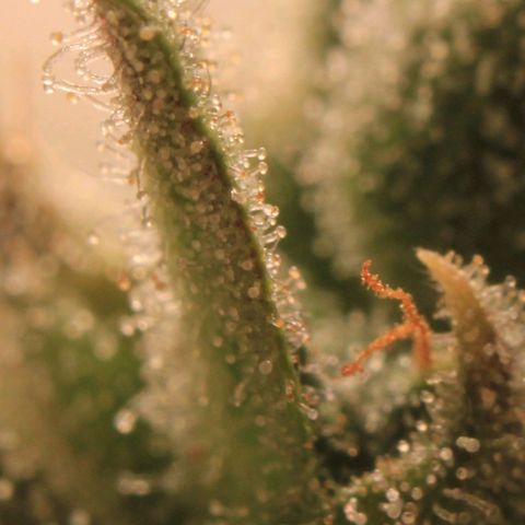 Royal Bluematic growlog photo: Trichome View 1