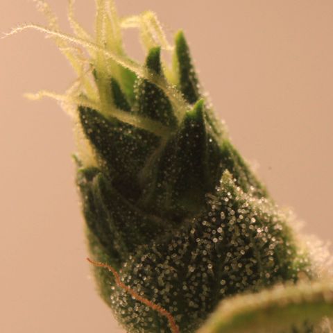 Royal Bluematic growlog photo: Trichome View 1