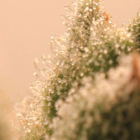 Royal Bluematic growlog photo: Trichome View 1