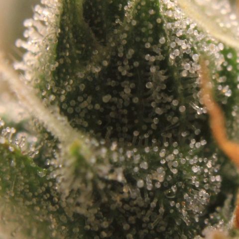 Royal Bluematic growlog photo: Trichome View 2