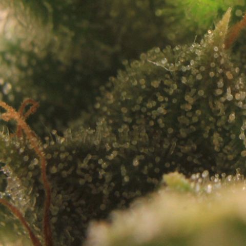 Royal Bluematic growlog photo: Trichome View 2