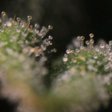 Royal Bluematic growlog photo: Trichome View 2