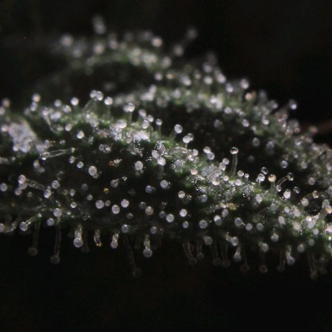 Royal Bluematic growlog photo: Trichome View 2