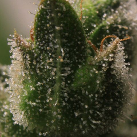 Royal Bluematic growlog photo: Trichome View 2