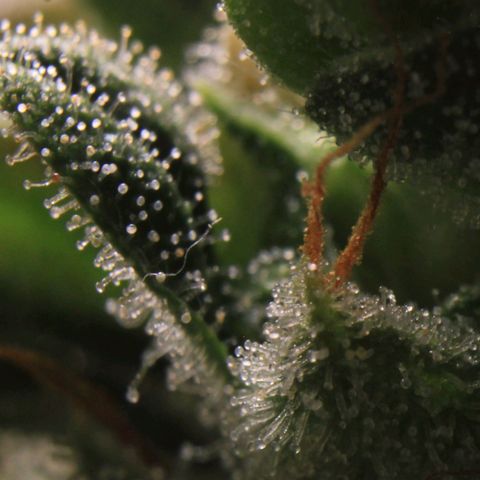 Royal Bluematic growlog photo: Trichome View 2