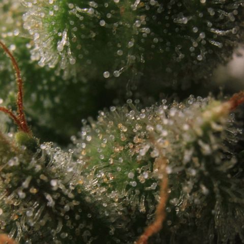 Royal Bluematic growlog photo: Trichome View 2