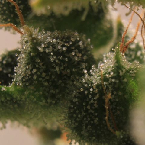 Royal Bluematic growlog photo: Trichome View 2