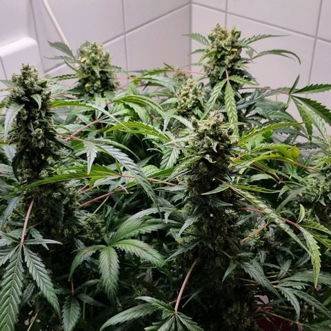 Royal Bluematic growlog timeline photo