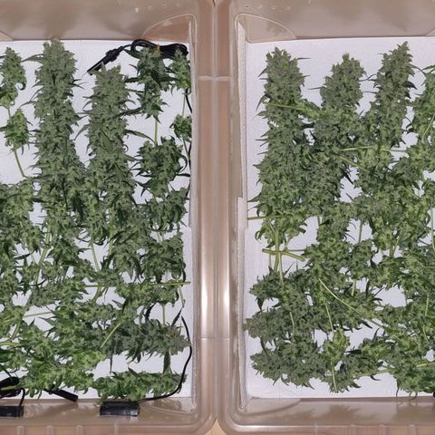 Royal Bluematic growlog timeline photo