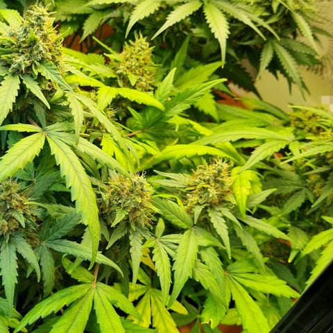 Amnesia Haze Auto growlog timeline photo