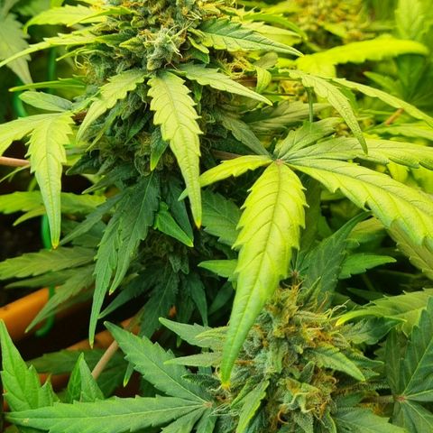 Amnesia Haze Auto growlog timeline photo