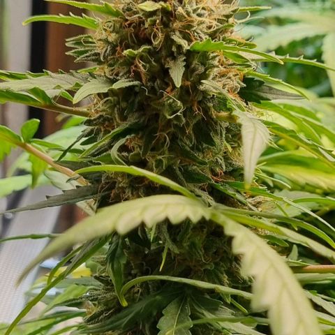 Amnesia Haze Auto growlog timeline photo