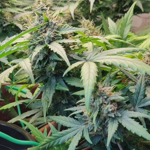 Amnesia Haze Auto growlog photo: Time for harvest? 🤔