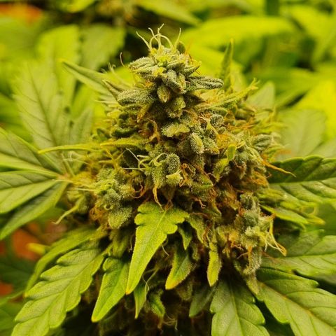Amnesia Haze Auto growlog photo: Rdy for harvest...oh yes 😛🤗