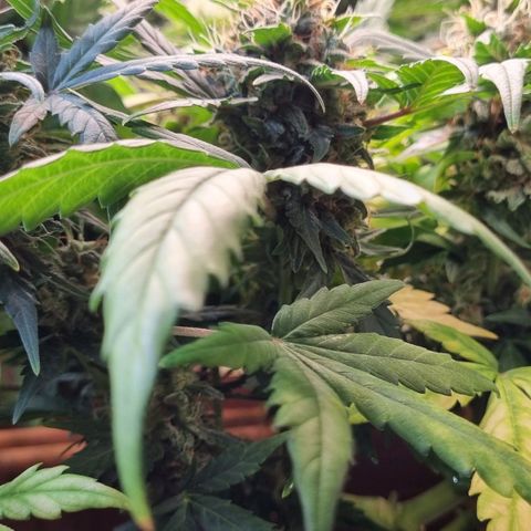 Amnesia Haze Auto growlog photo: Time for harvest? 🤔
