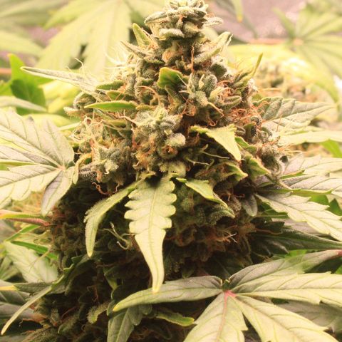 Amnesia Haze Auto growlog photo: Rdy for harvest...oh yes 😛🤗